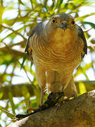 Frances's Sparrowhawk