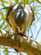 Frances's Sparrowhawk