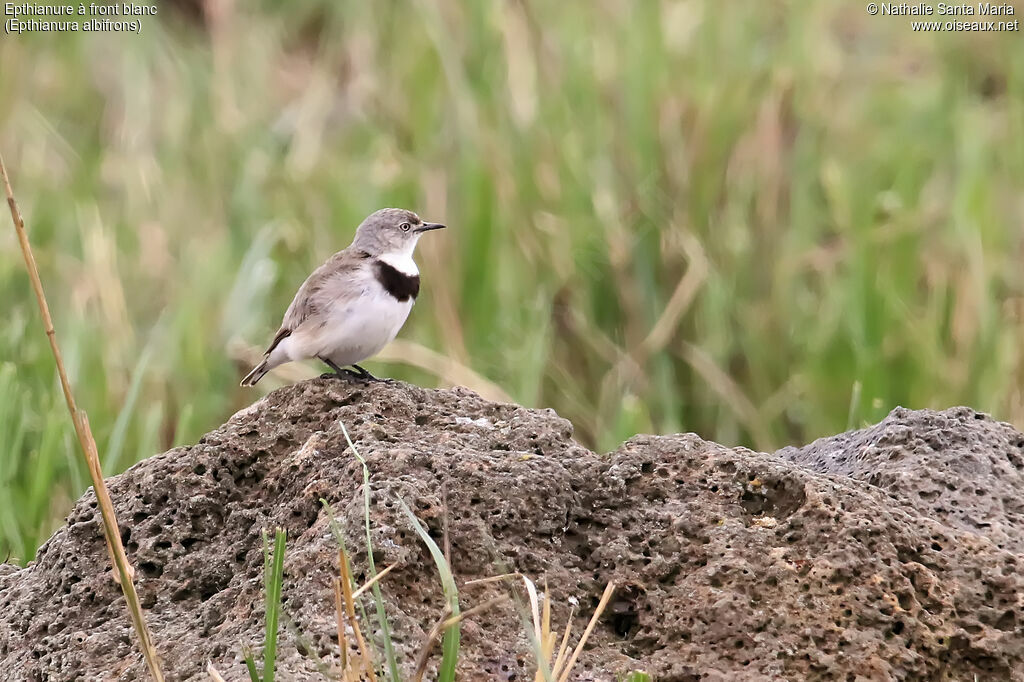 White-fronted Chat female adult, identification