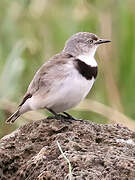 White-fronted Chat