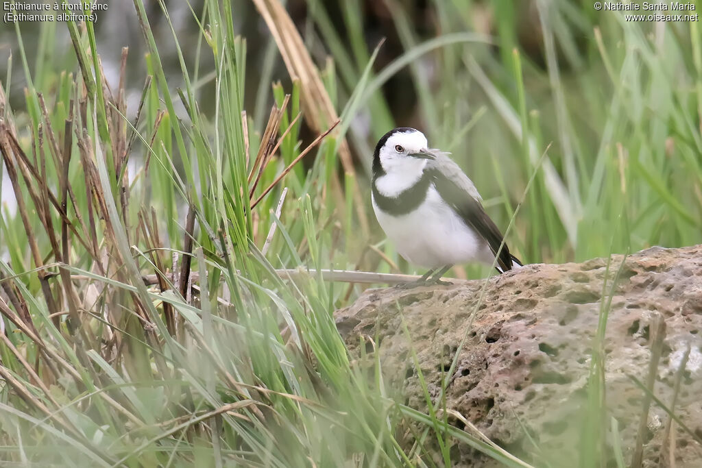 White-fronted Chat male adult, identification