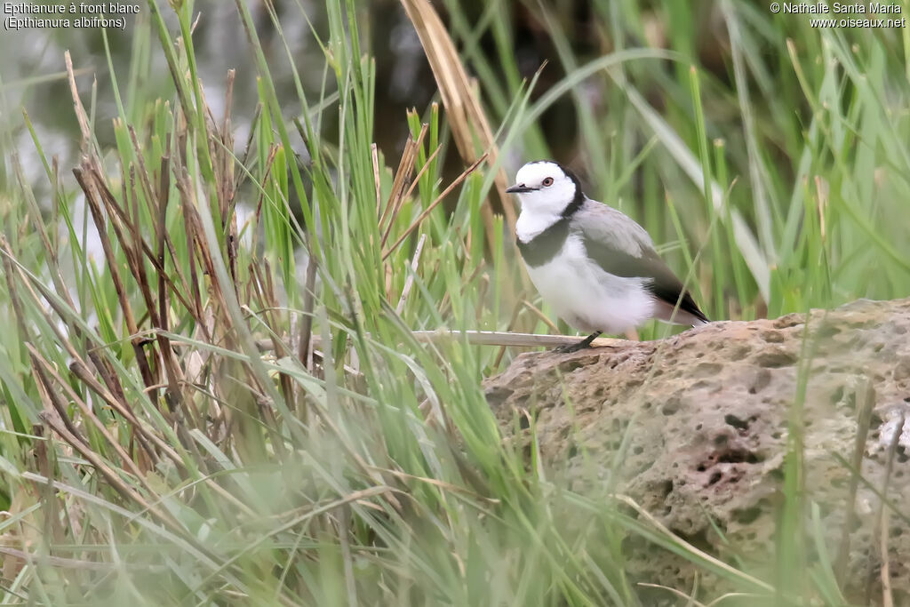 White-fronted Chat male adult, identification