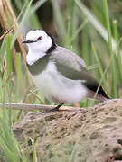 White-fronted Chat