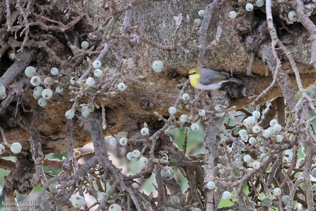 Green-capped Eremomelaadult, identification