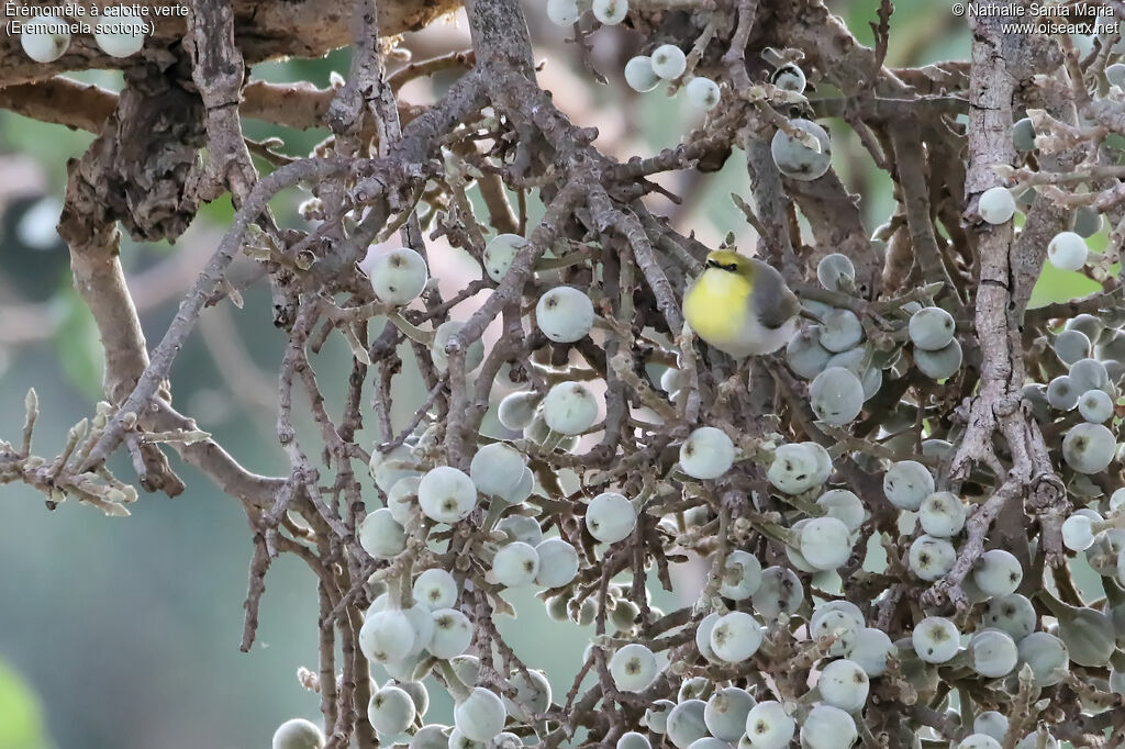 Green-capped Eremomelaadult, identification