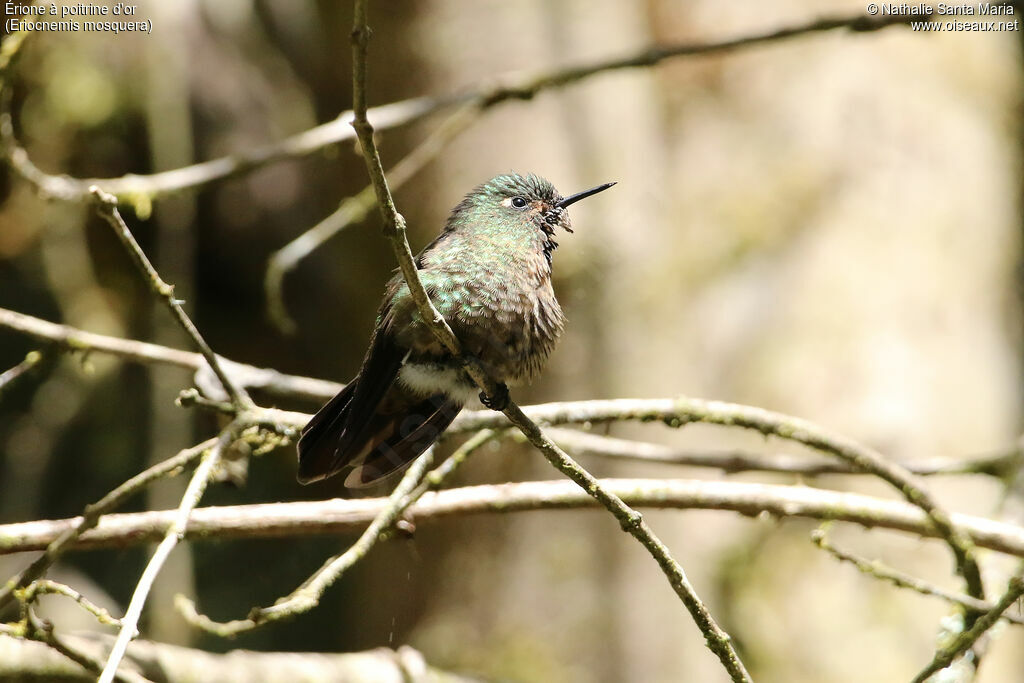 Érione à poitrine d'oradulte, identification