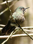 Golden-breasted Puffleg