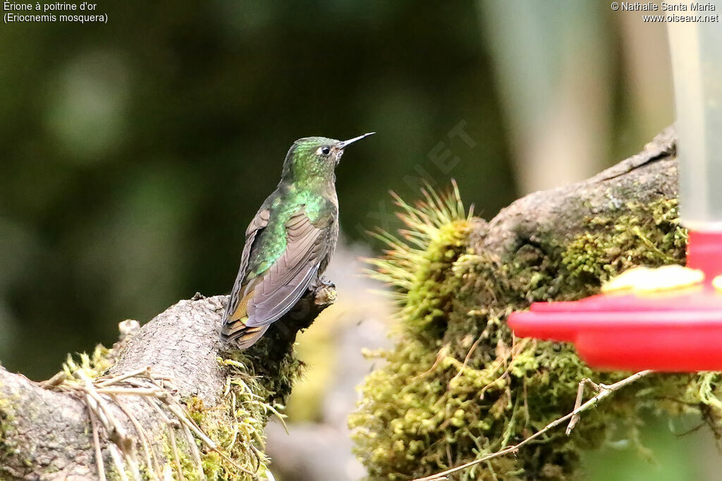 Golden-breasted Pufflegadult, identification