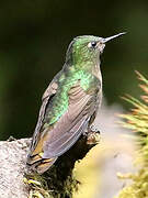 Golden-breasted Puffleg