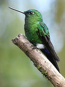 Sapphire-vented Puffleg