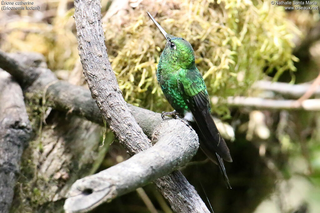 Sapphire-vented Pufflegadult, identification