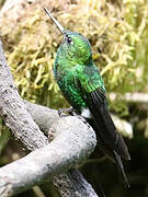 Sapphire-vented Puffleg