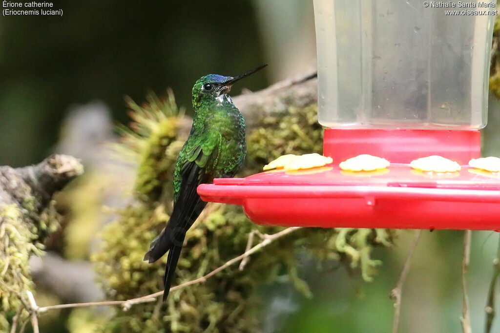 Sapphire-vented Pufflegadult, identification