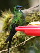 Sapphire-vented Puffleg