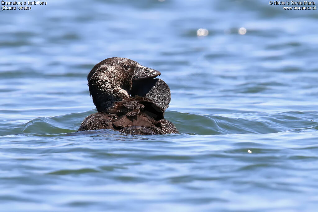 Érismature à barbillonsadulte nuptial, identification, nage