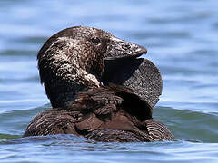 Musk Duck