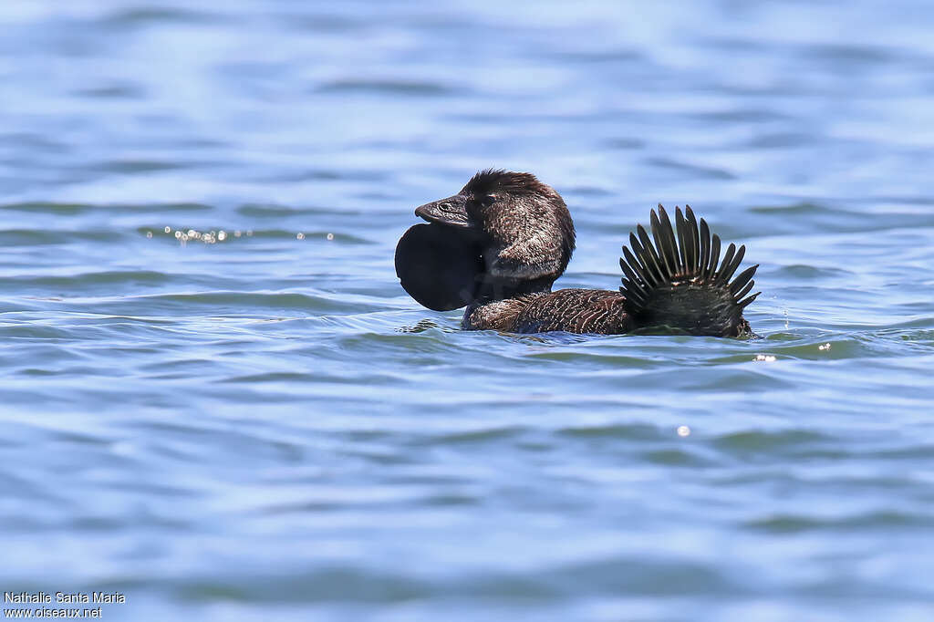 Musk Duck male adult breeding, identification