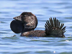 Musk Duck