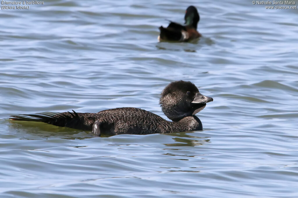 Musk Duck male adult breeding, swimming