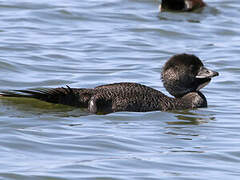 Musk Duck