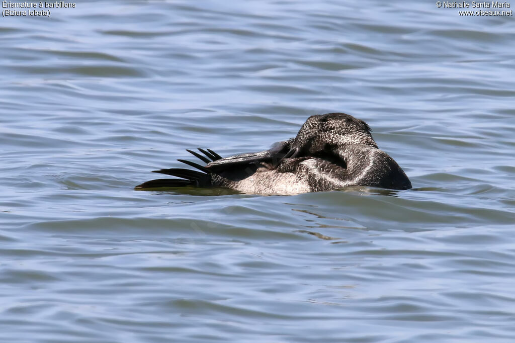 Musk Duckadult breeding, care