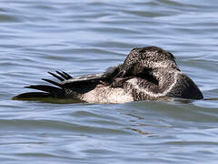 Musk Duck