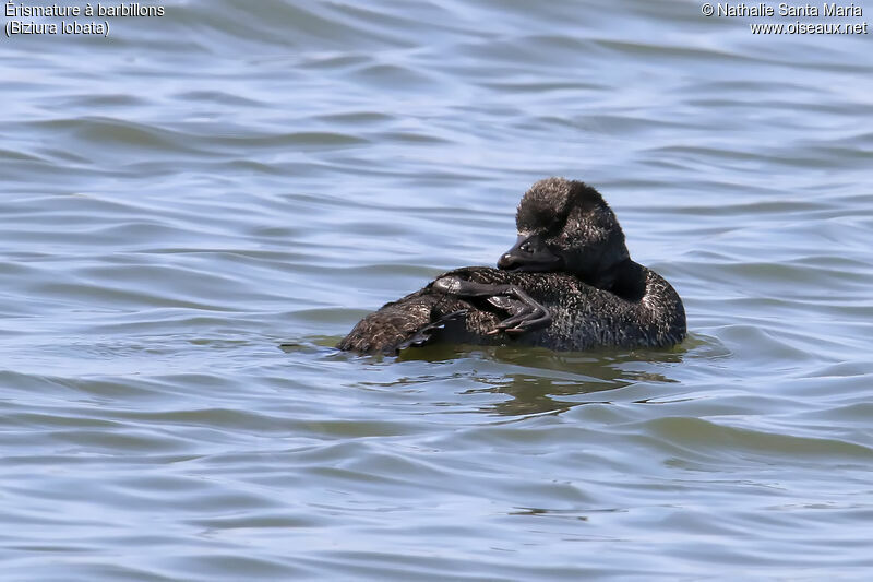 Musk Duck male adult, identification, care