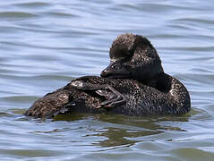 Musk Duck