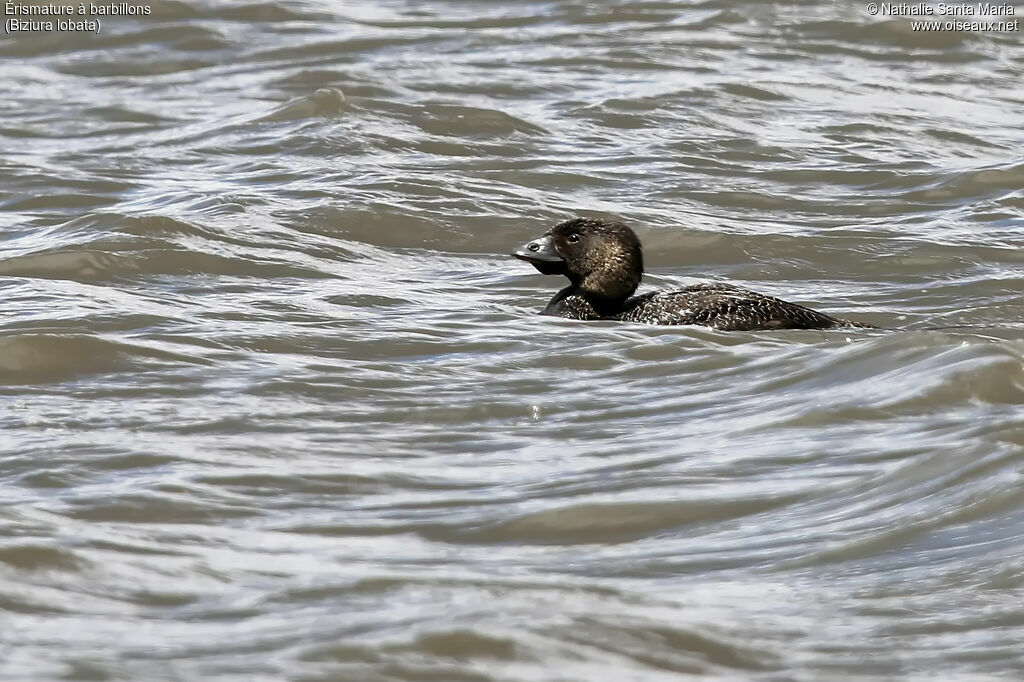 Musk Duck female adult, identification, swimming