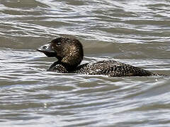 Musk Duck