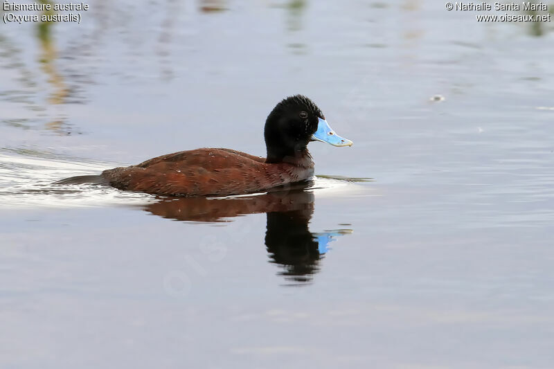 Blue-billed Duck male adult breeding, identification, swimming