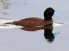 Blue-billed Duck