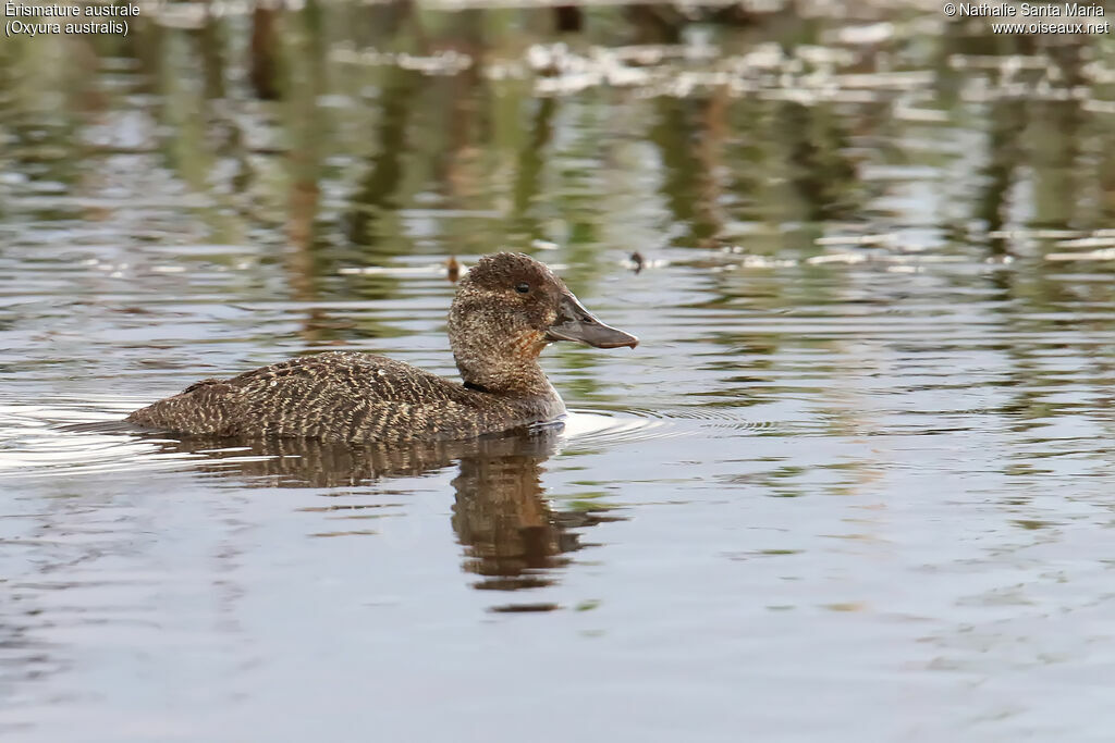 Blue-billed Duck female adult, identification, swimming