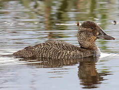 Blue-billed Duck