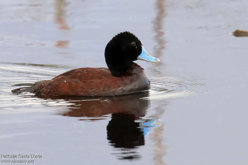 Blue-billed Duck male adult breeding, swimming