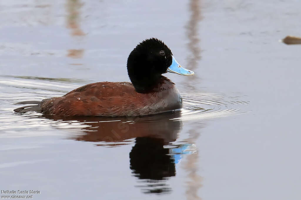 Blue-billed Duck male adult breeding, swimming