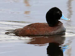 Blue-billed Duck