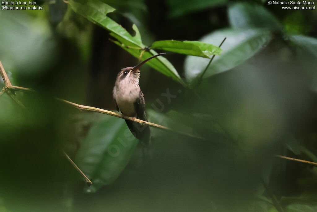 Ermite à long bec