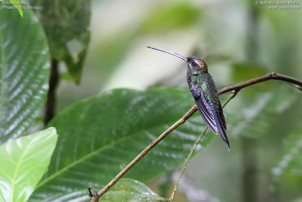 White-whiskered Hermit female adult, identification