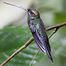 Ermite yaruqui