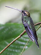 White-whiskered Hermit