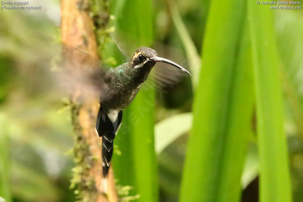 White-whiskered Hermitadult, Flight