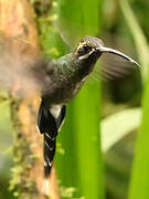 White-whiskered Hermit