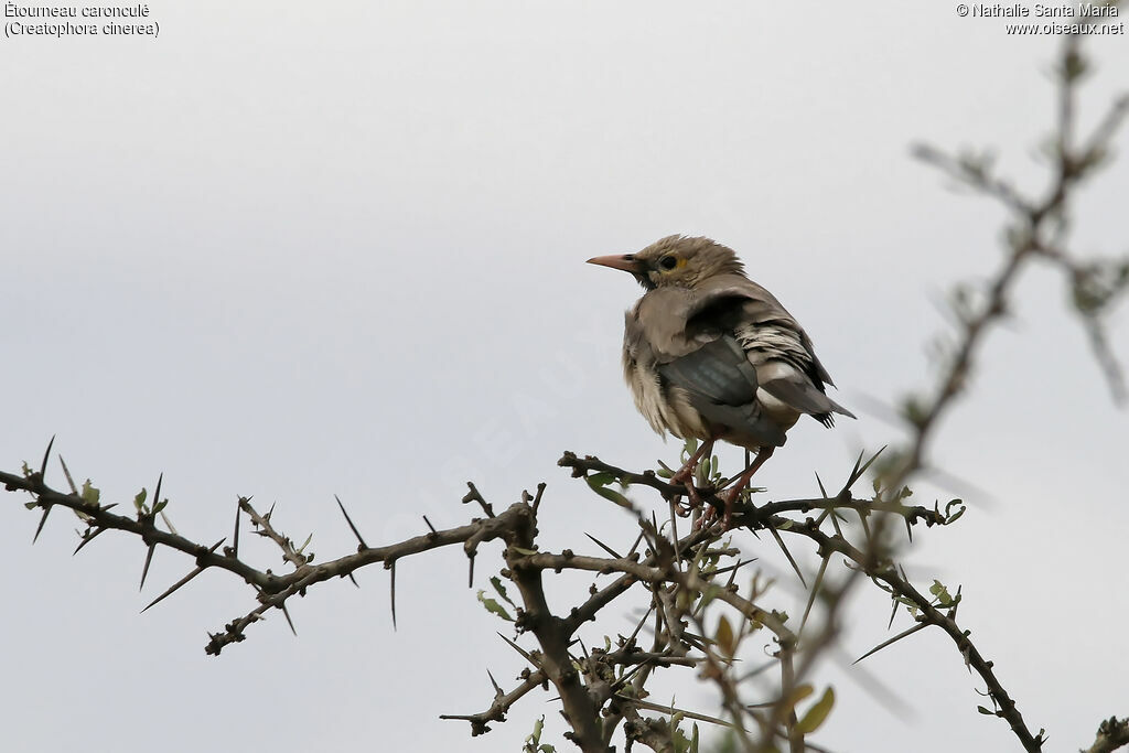 Wattled Starlingadult post breeding, identification