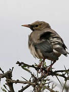 Wattled Starling