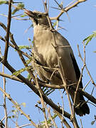 Wattled Starling