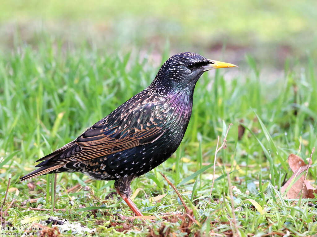 Étourneau sansonnetadulte nuptial, identification