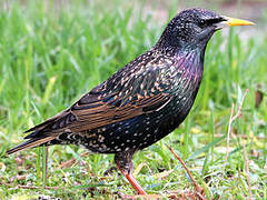 Common Starling