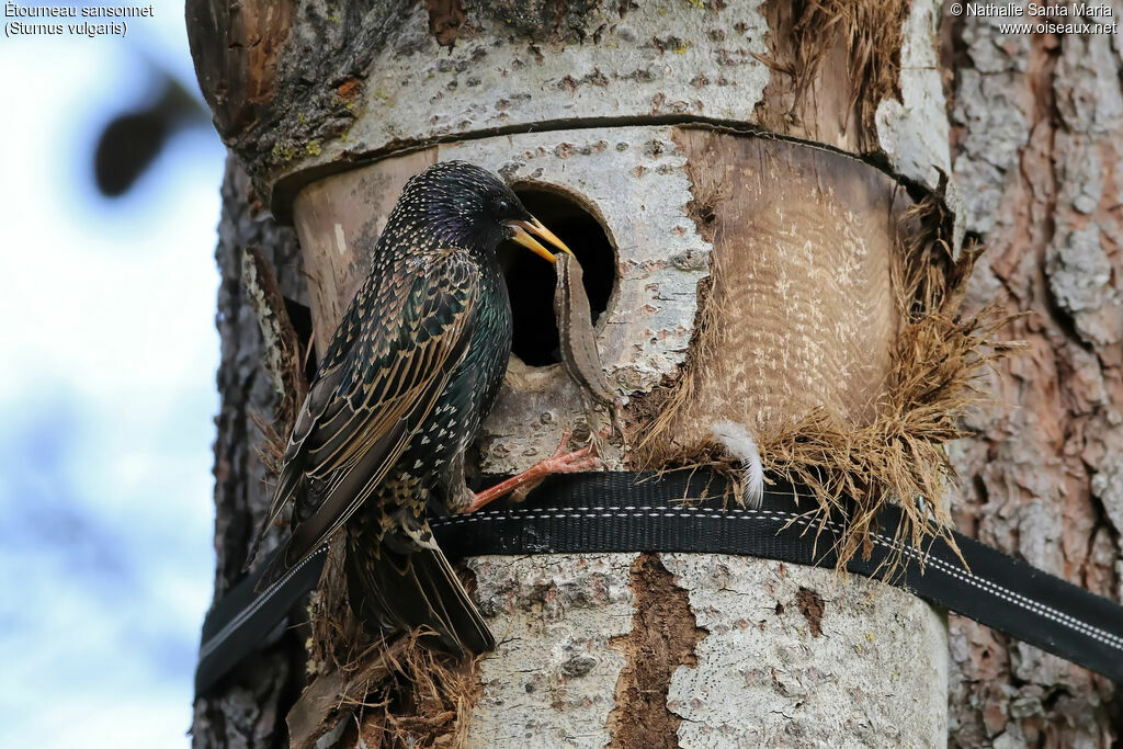 Étourneau sansonnetadulte nuptial, identification, régime, Nidification