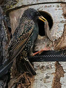 Common Starling